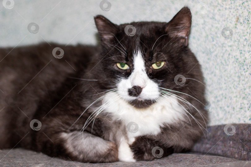 Скачать Фотография маленькой кошачьей кошки с зелеными глазами фотосток Ozero