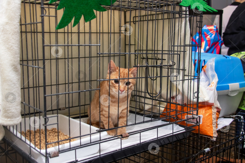 Скачать Кошка в питомнике с кошачьим кормом, ожидающая своего дома в приюте для животных фотосток Ozero