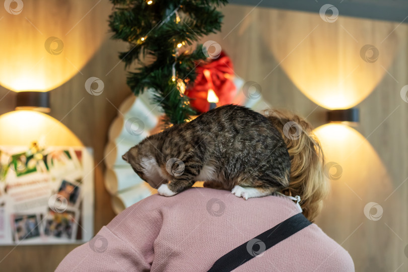 Скачать Серый котенок на плече женщины крупным планом фотосток Ozero