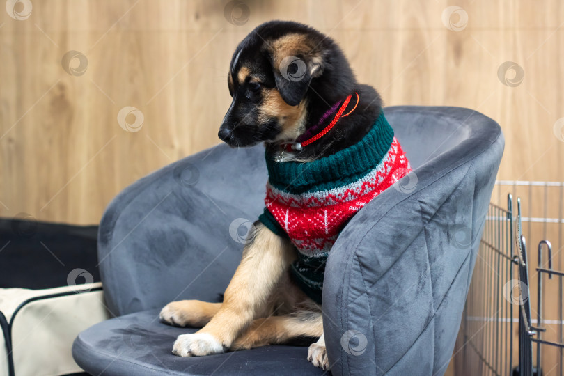 Скачать Собака палевой породы, одетая в свитер, сидит на стуле для удобства фотосток Ozero
