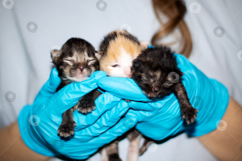 Скачать Человек в синих перчатках укачивает трех маленьких кошачьих котят фотосток Ozero