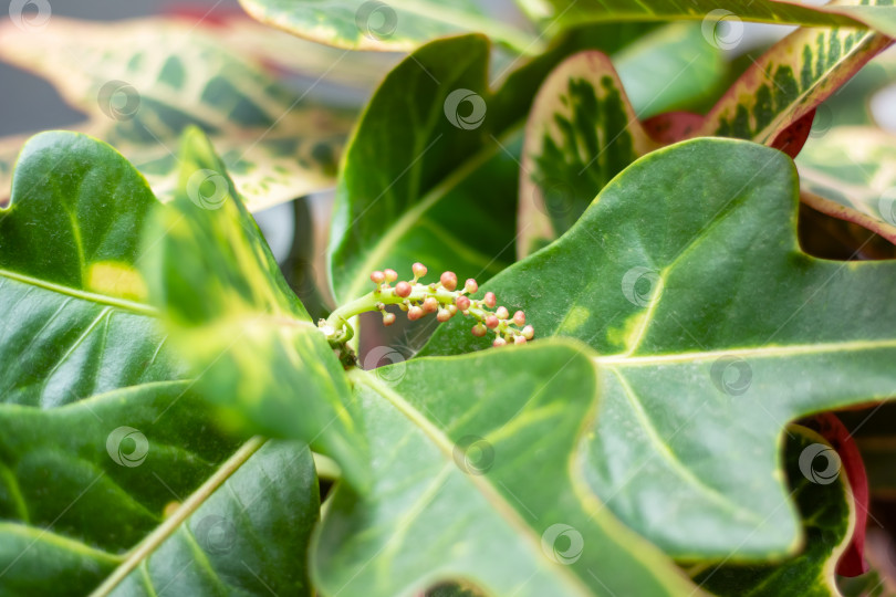 Скачать Цветущее растение с маленькими красными ягодами и зелеными листьями фотосток Ozero