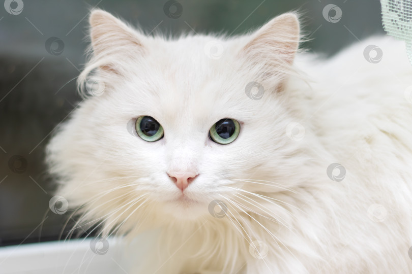 Скачать Белая кошачья кошка с палевой шерстью и усами сидит на подоконнике фотосток Ozero