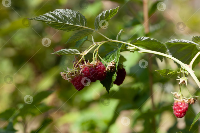 Скачать ветка спелой малины в саду фотосток Ozero