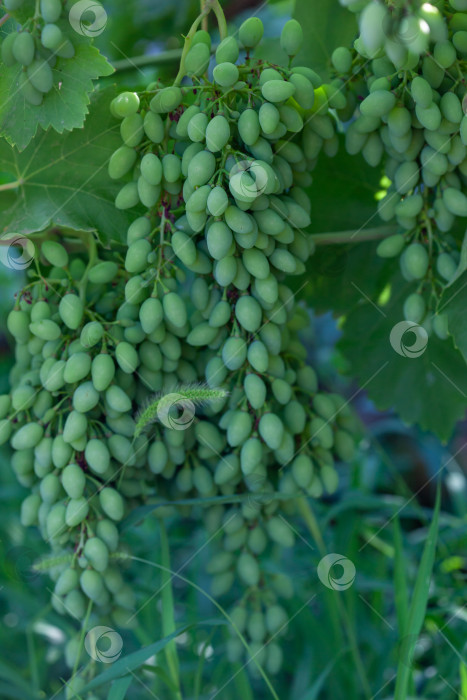 Скачать Незрелый зеленый виноград, ягоды мелкие, незрелая зеленая гроздь винограда фотосток Ozero
