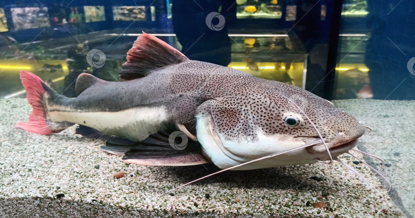 Скачать Подводная фотография краснохвостого сома, Phractocephalus hemiliopterus . Пресноводная лучеперая рыба из семейства пимелодовых. Крупный план. Аквариум, уход за домашними животными фотосток Ozero