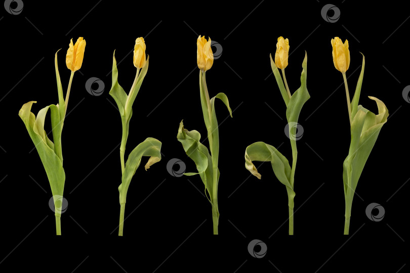 Скачать Ряд из пяти желтых тюльпанов, выделенных на черном фоне фотосток Ozero