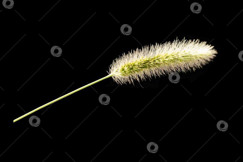 Скачать Колючая трава на черном фоне фотосток Ozero