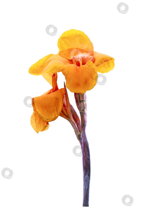 Скачать Цветок Кана, изолированный на белом фоне фотосток Ozero
