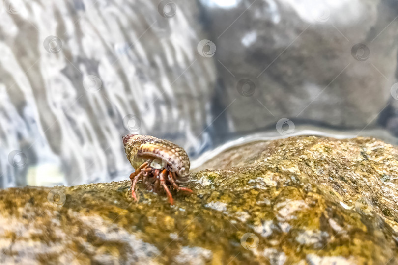 Скачать Маленький морской краб на мокром камне. Морская фауна фотосток Ozero