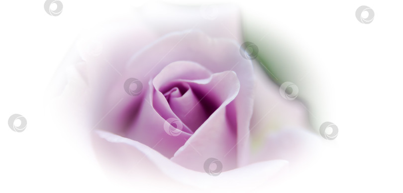 Скачать Крупный план бутона алой розы, выборочный и мягкий фокус фотосток Ozero