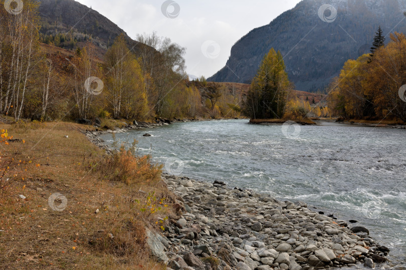 Скачать Небольшая каменистая поляна с пожелтевшими березами на берегу небольшой бурной речки, стекающей с гор ранней осенью. фотосток Ozero