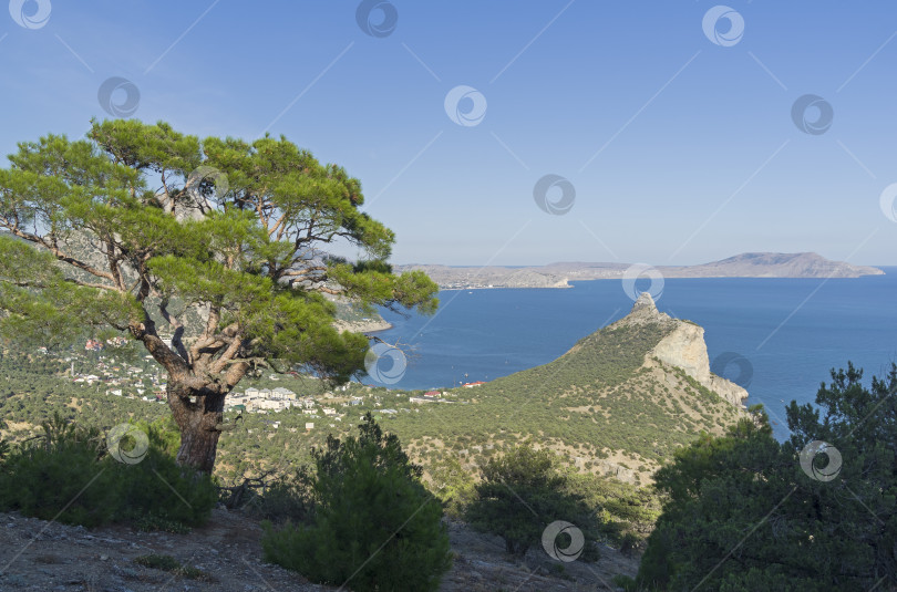 Скачать Реликтовая сосна на склоне у берега моря. фотосток Ozero