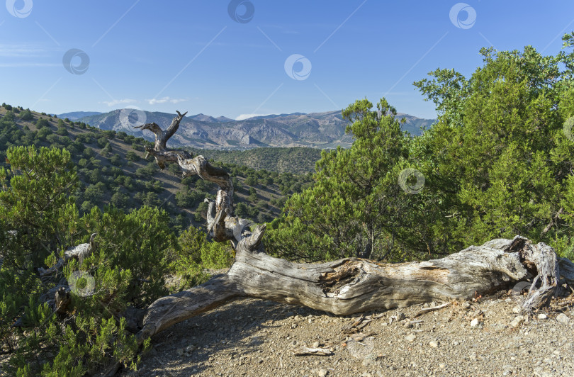 Скачать Упавшая засохшая реликтовая сосна в Крымских горах. фотосток Ozero