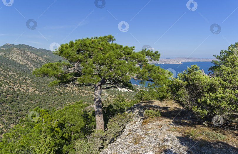 Скачать Большая реликтовая сосна на вершине горы. фотосток Ozero