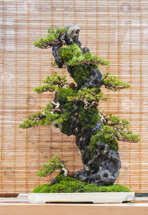 Скачать Дерево бонсай - китайский можжевельник, композиция на камне. фотосток Ozero