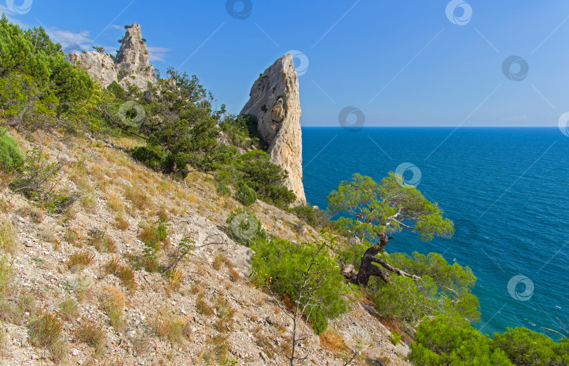 Скачать Крутое скалистое побережье Черного моря, покрытое реликтовыми соснами и можжевельником. фотосток Ozero