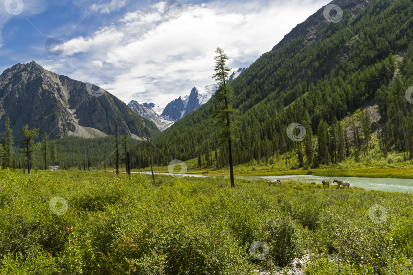 Скачать Лошади пасутся на берегу реки. Горный Алтай, Россия. фотосток Ozero