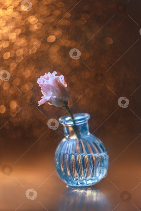 Скачать Стеклянная ваза с розовым цветком с нежными лепестками. креативная, нежная открытка на день рождения, день матери, свадьбу. фотосток Ozero