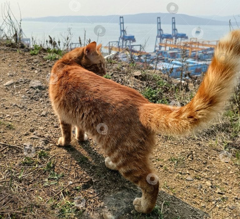 Скачать Рыжий кот на сопке с видом на море, весна фотосток Ozero