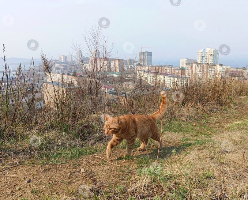 Скачать Рыжий кот на городской сопке фотосток Ozero