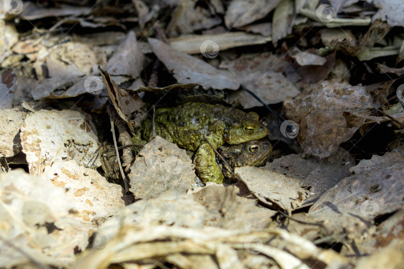 Скачать Обыкновенная жаба (Bufo bufo) прячется в лесу среди прошлогодних листьев фотосток Ozero