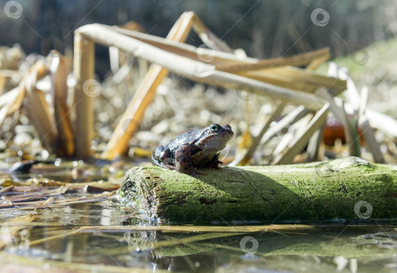 Скачать Лягушка, сидящая на бревне в болоте, небольшая глубина резкости фотосток Ozero