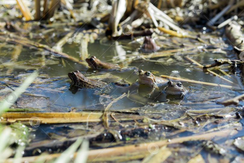 Скачать лягушки в болоте во время брачного сезона фотосток Ozero