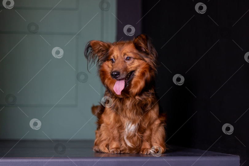 Скачать Собака-терьер печеночного окраса с высунутым языком, стоящая на столе фотосток Ozero