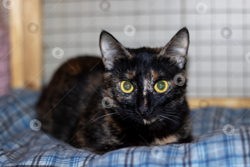 Скачать Кошка с желтыми радужками, лежащая на клетчатом одеяле для уюта фотосток Ozero