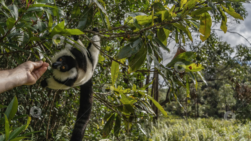 Скачать Очаровательный черно-белый лемур Вари висит на дереве, держась лапами за ветку. фотосток Ozero