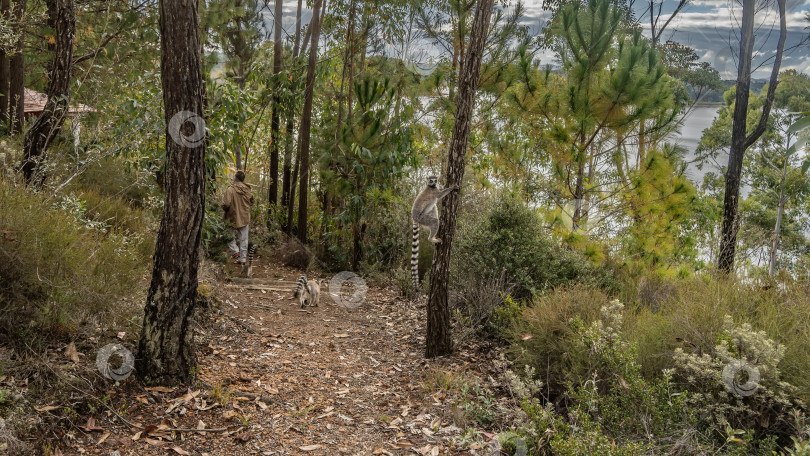 Скачать Милые кольцехвостые лемуры катта резвятся в лесу. фотосток Ozero