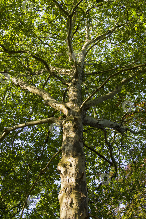 Скачать Большое платановое дерево. фотосток Ozero