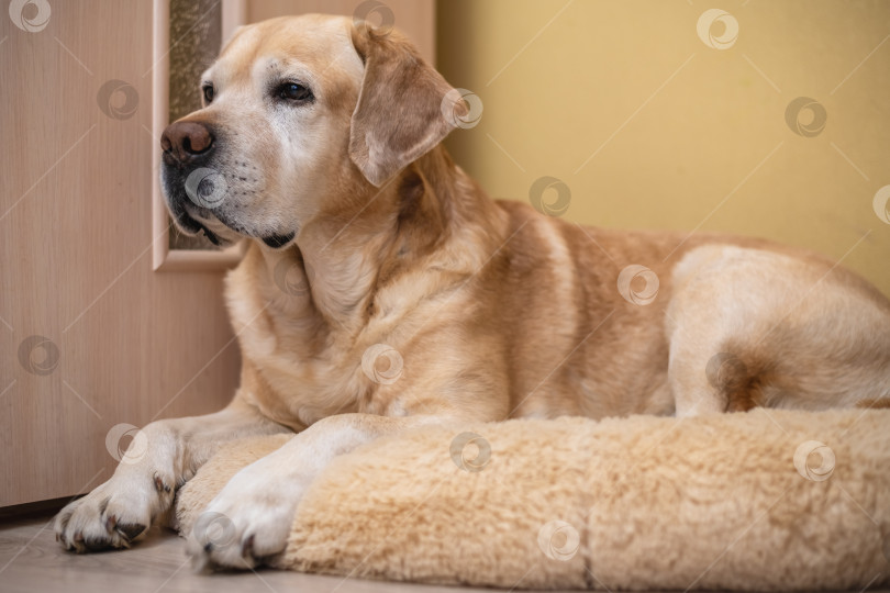 Скачать собака породы лабрадор-ретривер лежит на своей мягкой собачьей подстилке и спит фотосток Ozero