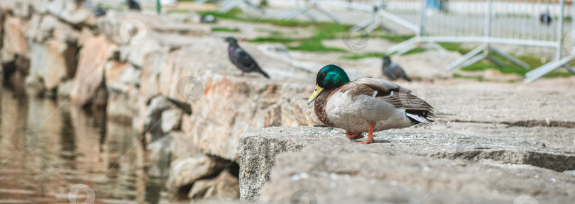 Скачать селезень с зеленой головой, утка, сидящая на камнях рядом с прудом весной фотосток Ozero