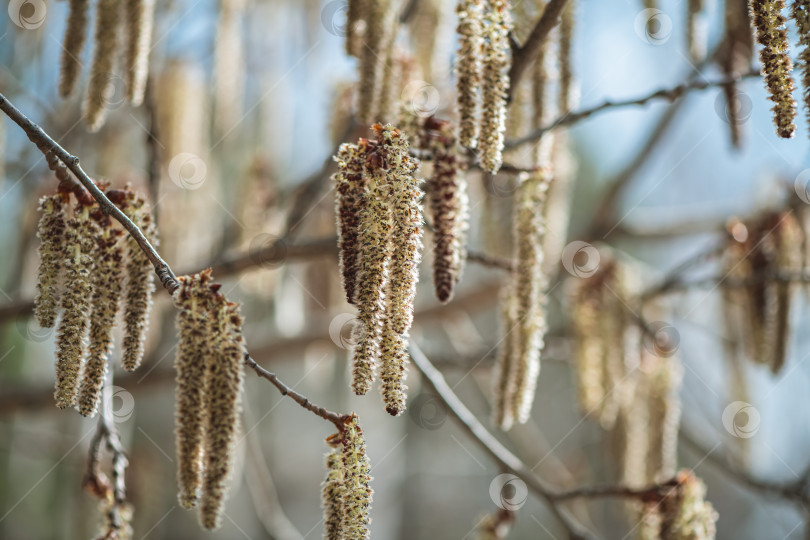 Скачать Подсвеченная гроздь мужских сережек осины колючей (Populus tremuloides) под мягким весенним солнцем фотосток Ozero