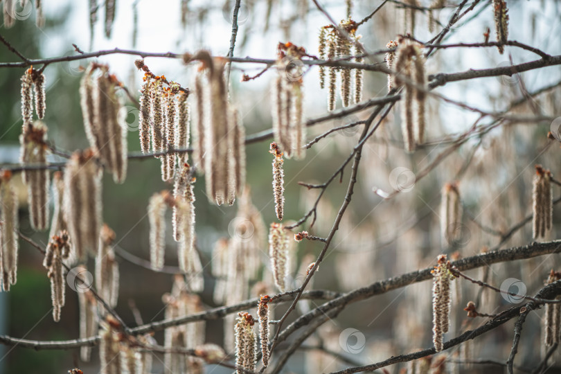 Скачать Подсвеченная гроздь мужских сережек осины колючей (Populus tremuloides) под мягким весенним солнцем фотосток Ozero