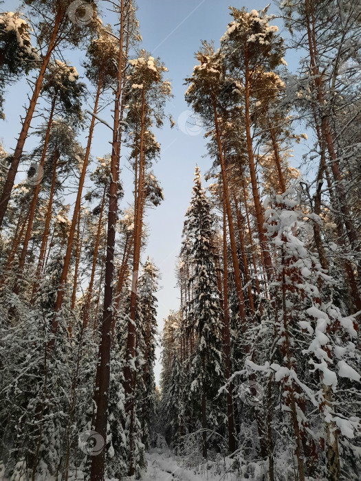 Скачать зимний лес фотосток Ozero