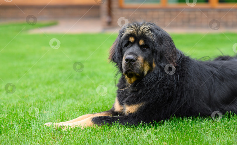 Скачать Большая черная собака лежит на зеленой лужайке. фотосток Ozero