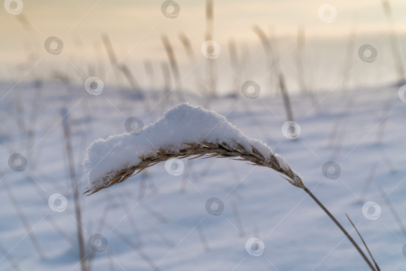 Скачать Травяной колос, покрытый снегом после снегопада в виде шапки. фотосток Ozero