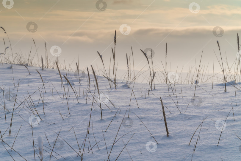 Скачать Колосья травы на южном берегу острова Котлин, покрытые снегом после снегопада. фотосток Ozero