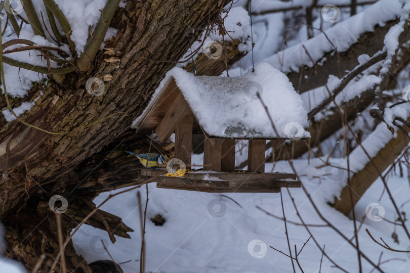 Скачать Кормушка для птиц в зимнем заснеженном лесу. фотосток Ozero