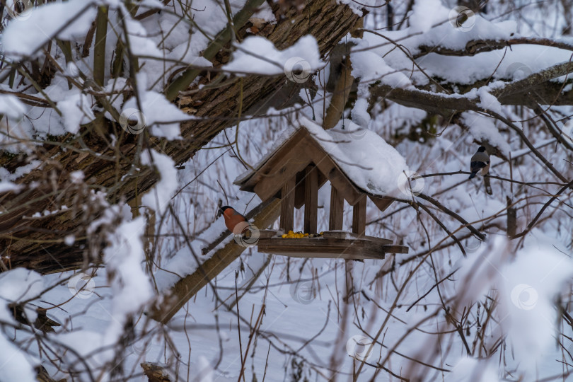 Скачать Кормушка для птиц в зимнем заснеженном лесу. фотосток Ozero