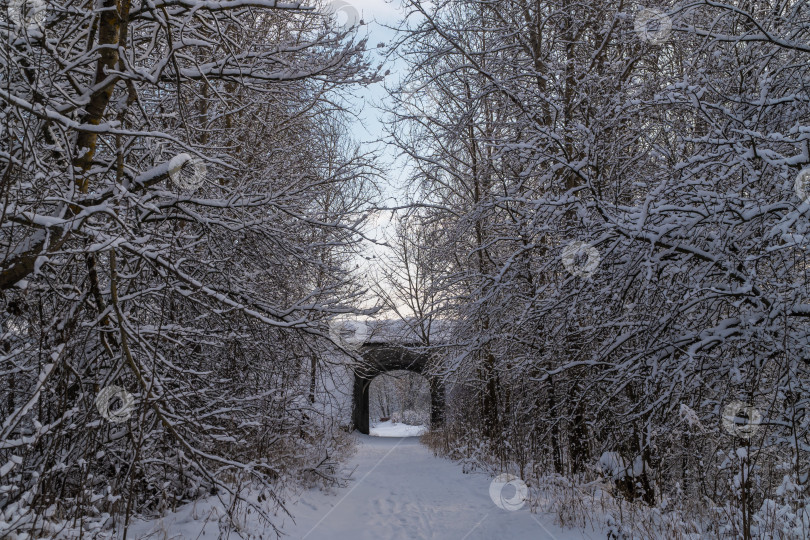 Скачать Живописная заснеженная тропинка в зимнем лесу. фотосток Ozero