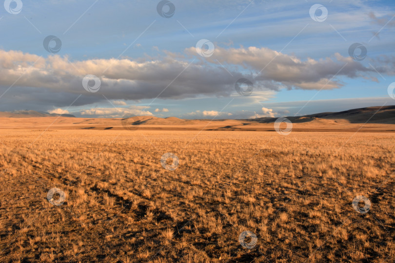 Скачать Бескрайняя плоская степь с низкой, пожелтевшей травой перед заходом солнца ранней осенью. фотосток Ozero