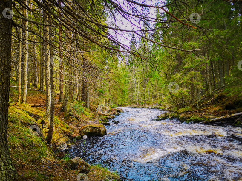 Скачать Река в лесах Карелии фотосток Ozero