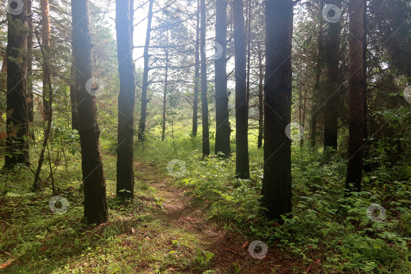 Скачать Тропинка в лесу фотосток Ozero