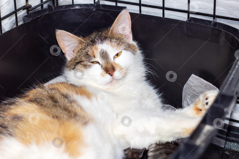 Скачать Домашняя кошачья кошка с желтыми глазами в черную клетку фотосток Ozero
