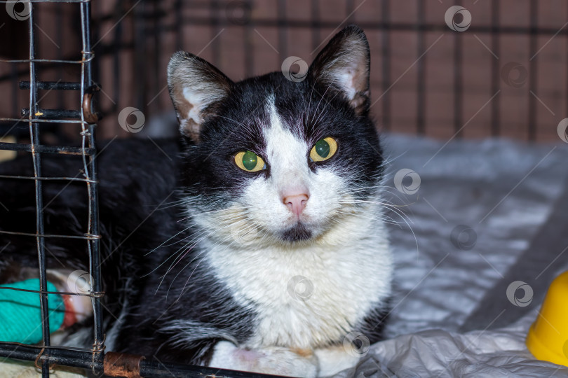 Скачать Вид кошачьих, черно-белая кошка с зелеными глазами, в клетке фотосток Ozero
