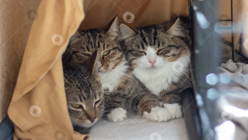 Скачать Три кошачьих в клетке с усами и мехом смотрят в камеру фотосток Ozero